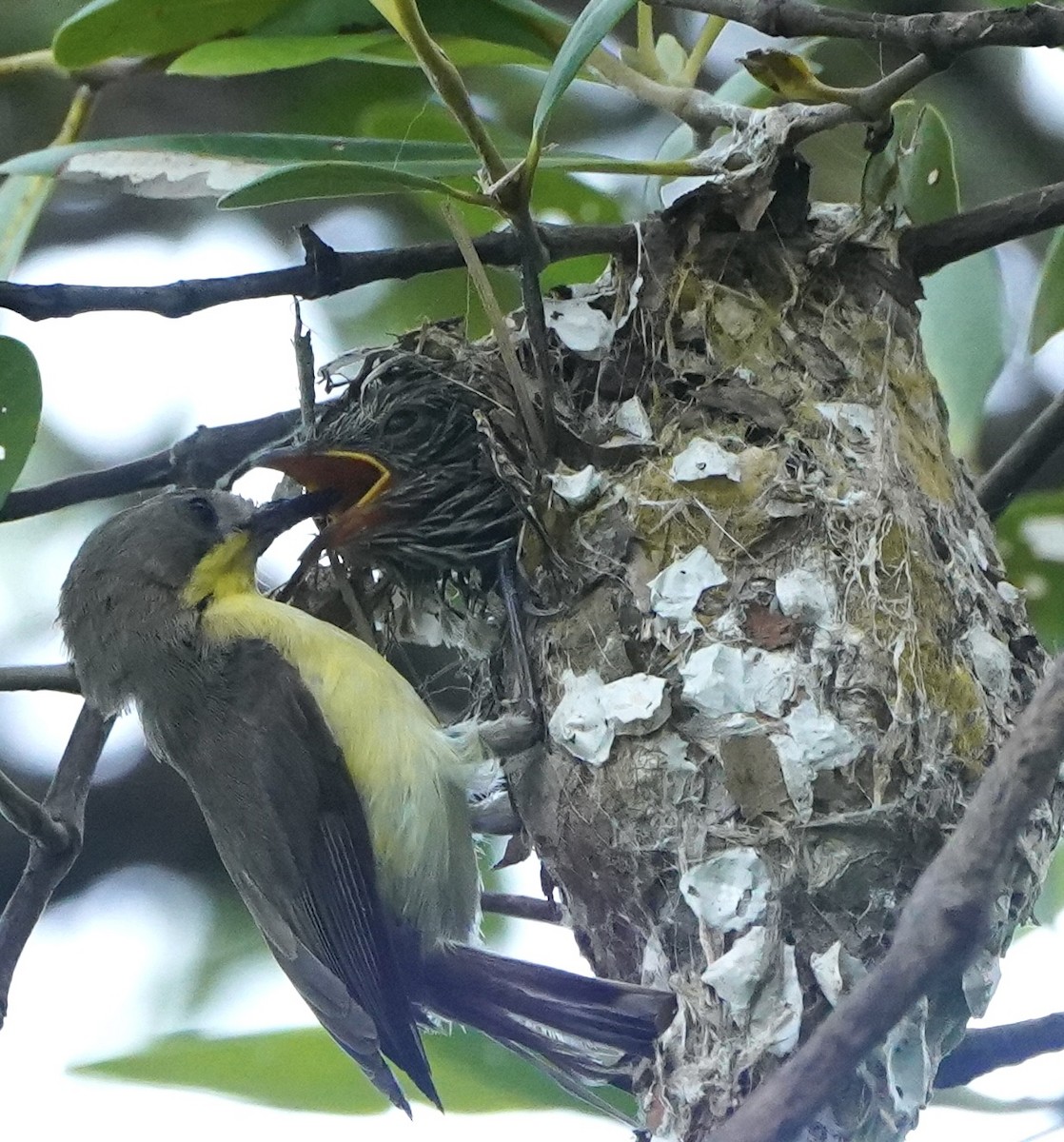 Golden-bellied Gerygone - paul griffin