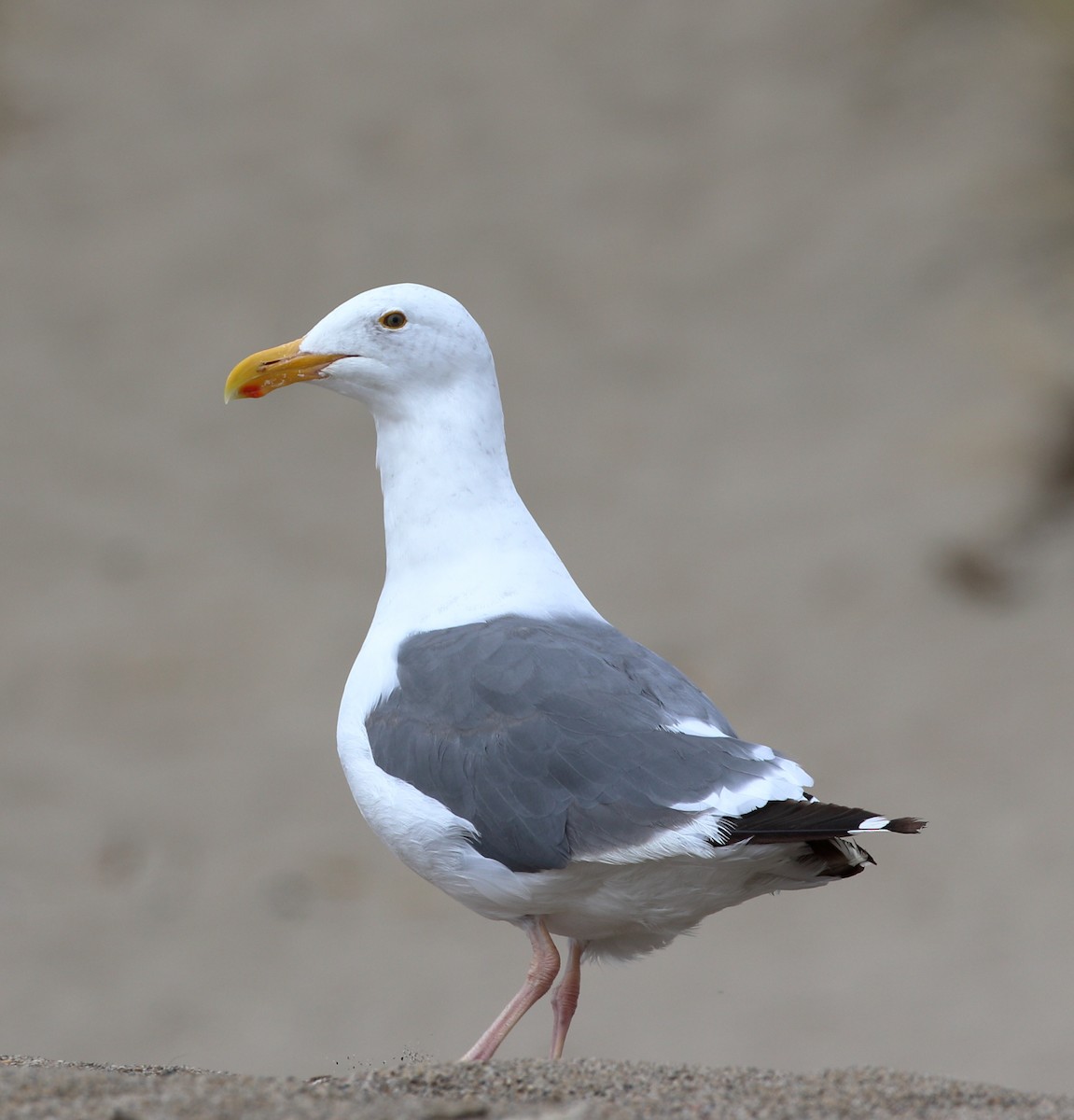 Western Gull - Sneed Collard