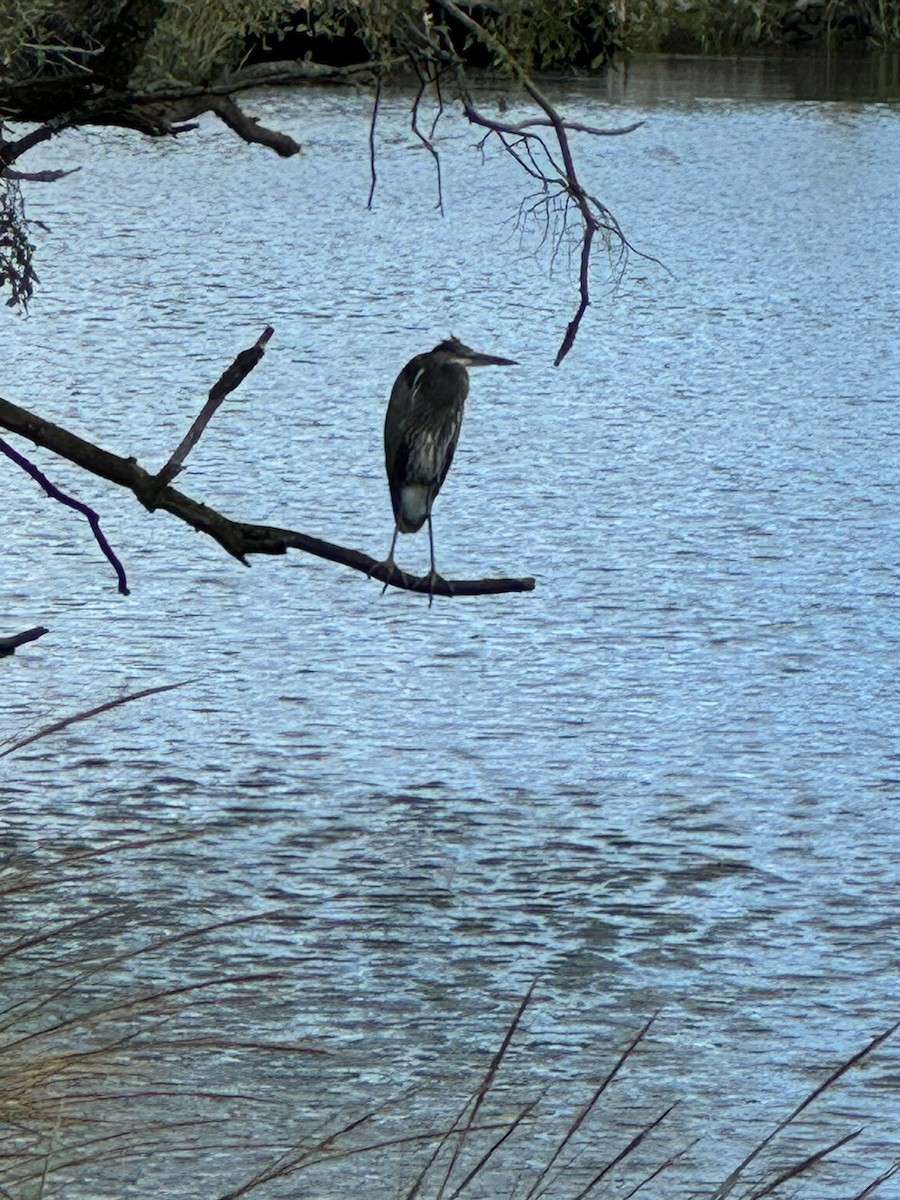 Great Blue Heron - ML624095943