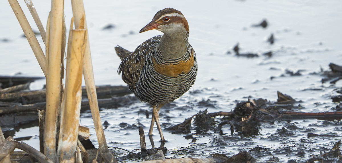 Buff-banded Rail - ML624095945