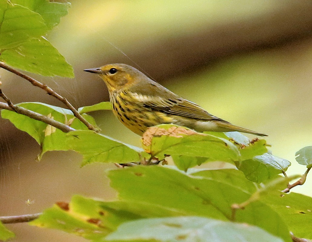 Cape May Warbler - Sherrie Quillen