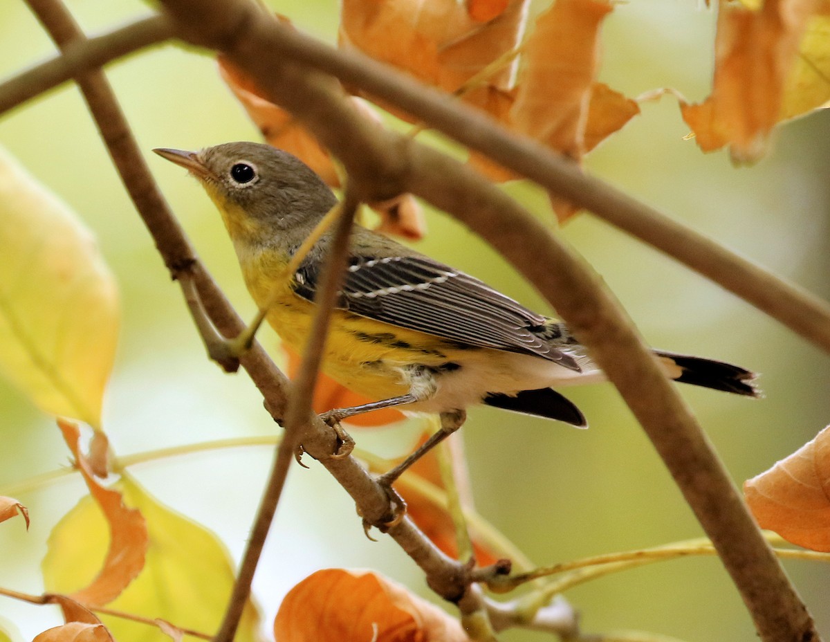 Magnolia Warbler - Sherrie Quillen