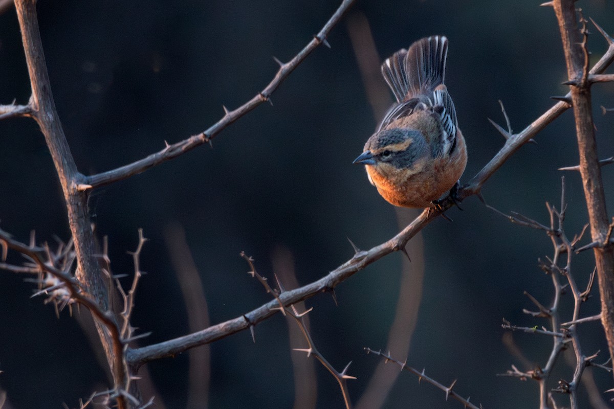 Cinnamon Warbling Finch - ML624095988