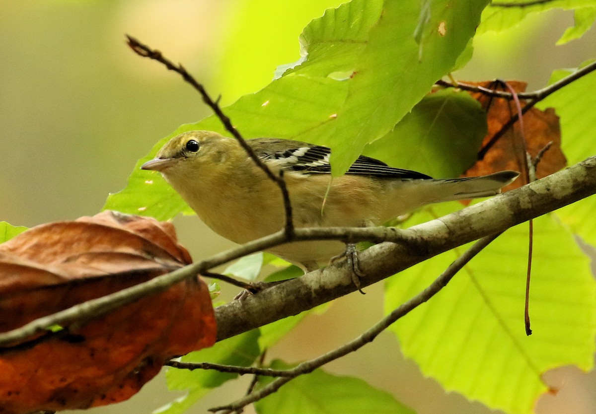 Bay-breasted Warbler - ML624095997