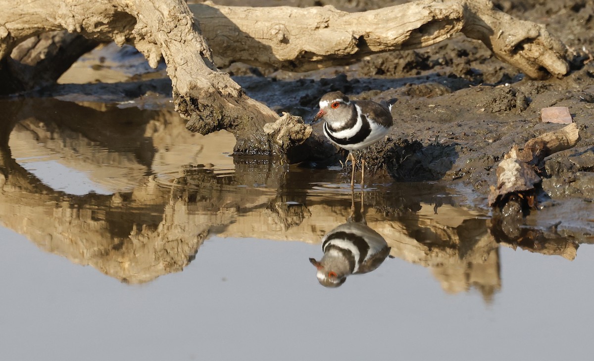 Three-banded Plover - ML624096017