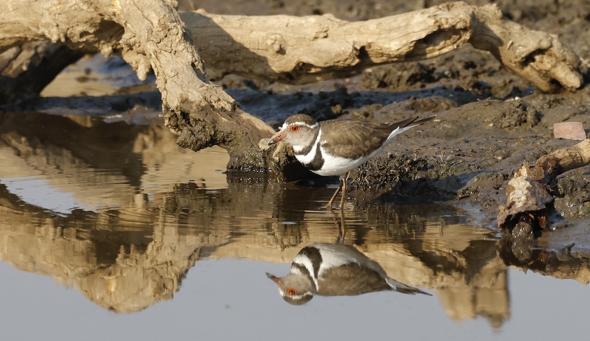 Three-banded Plover - ML624096020