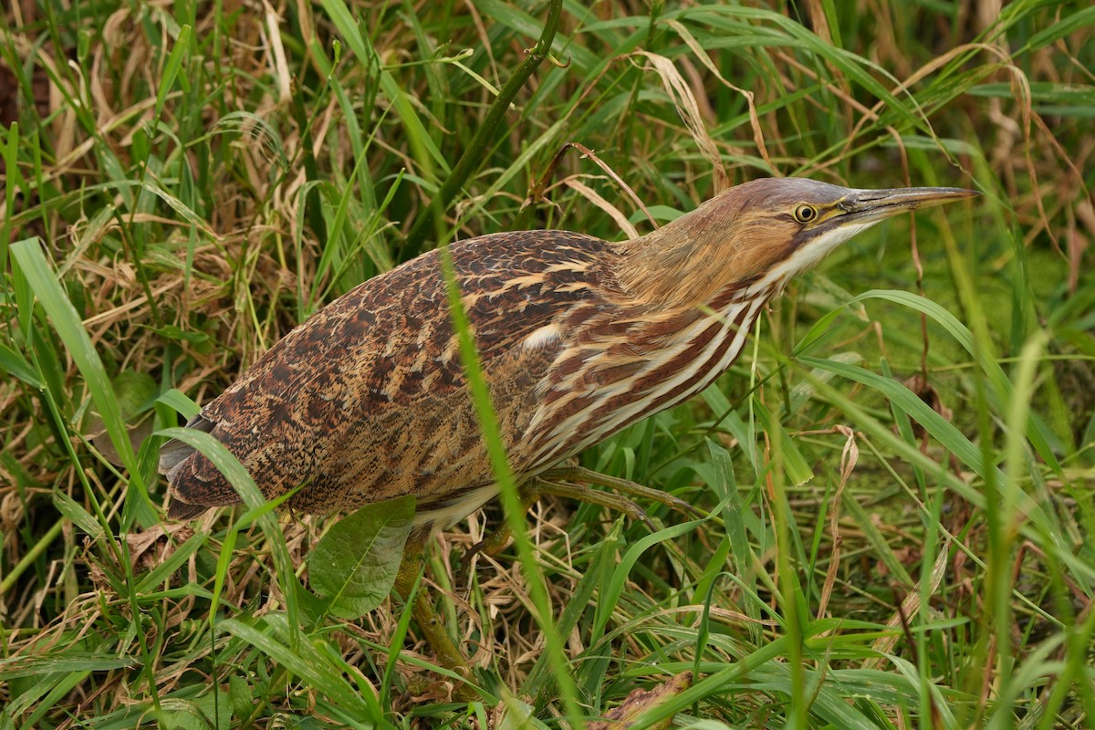 American Bittern - ML624096044