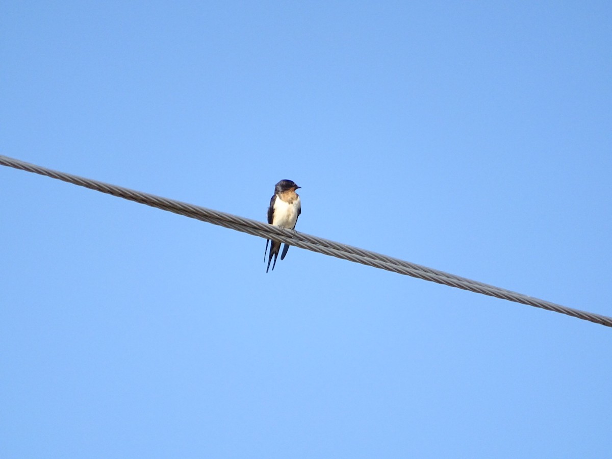 Barn Swallow - ML624096054