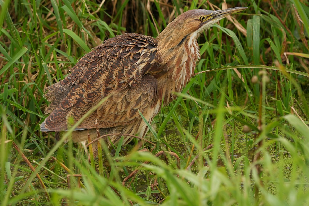 American Bittern - ML624096059