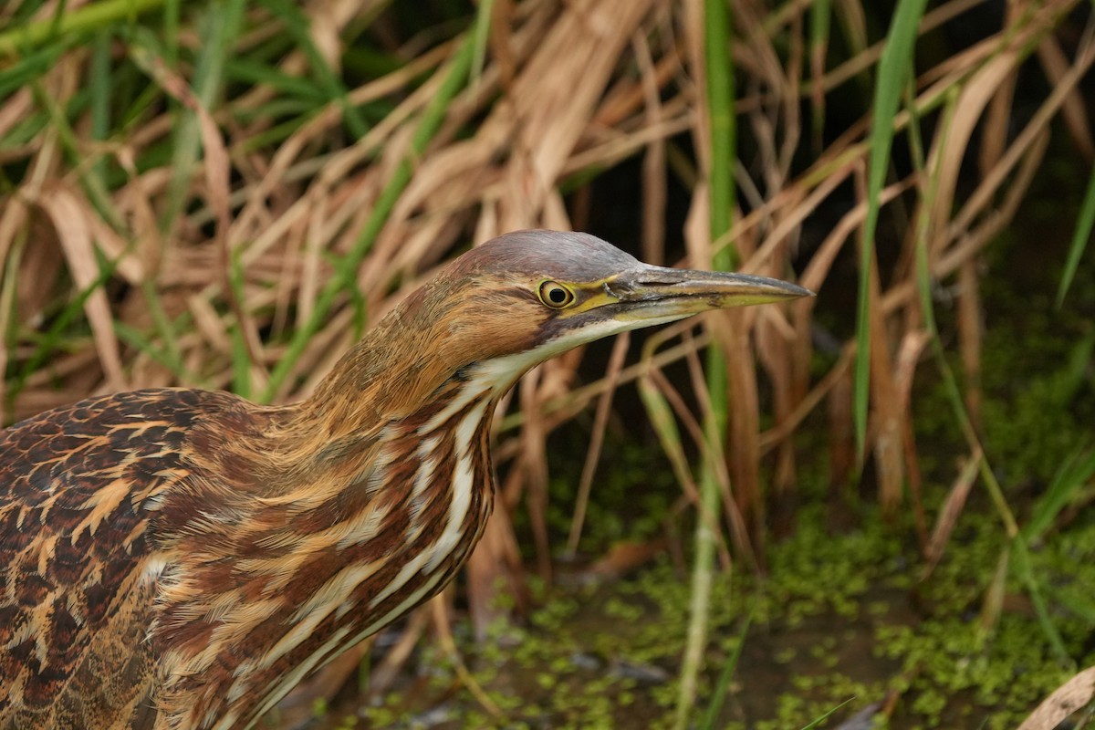 American Bittern - ML624096060