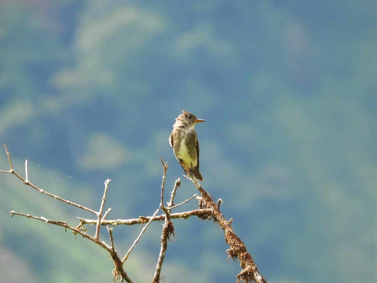 Western Wood-Pewee - ML624096061