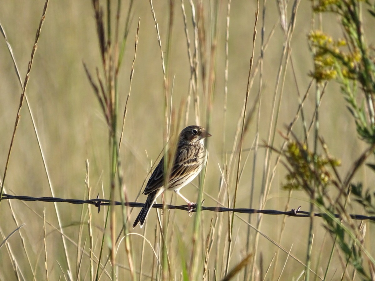 Vesper Sparrow - ML624096070