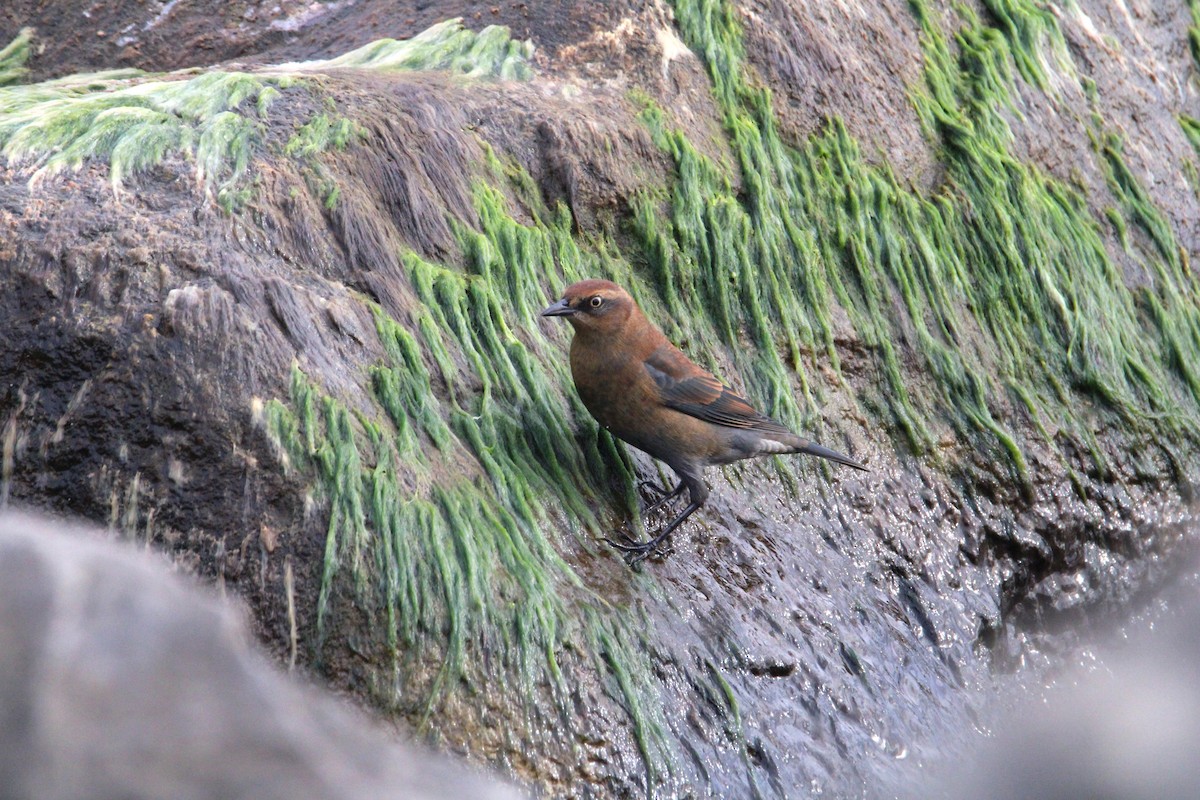 Rusty Blackbird - ML624096101