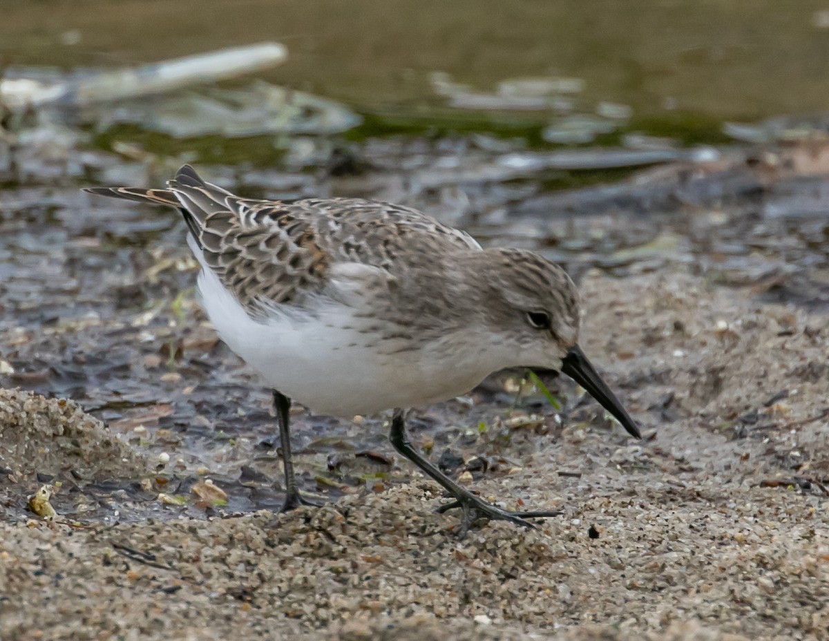 Western Sandpiper - ML624096122