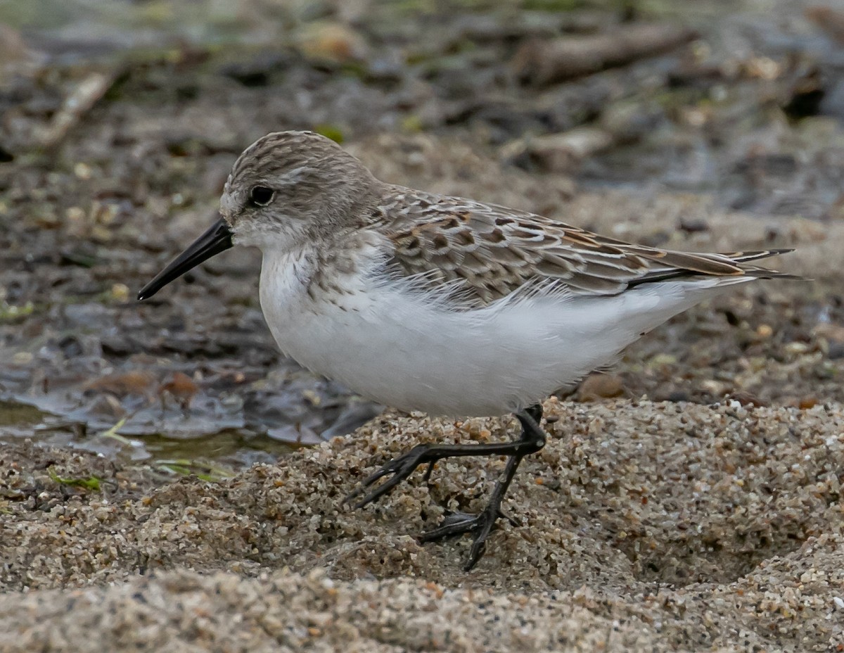 Western Sandpiper - ML624096123