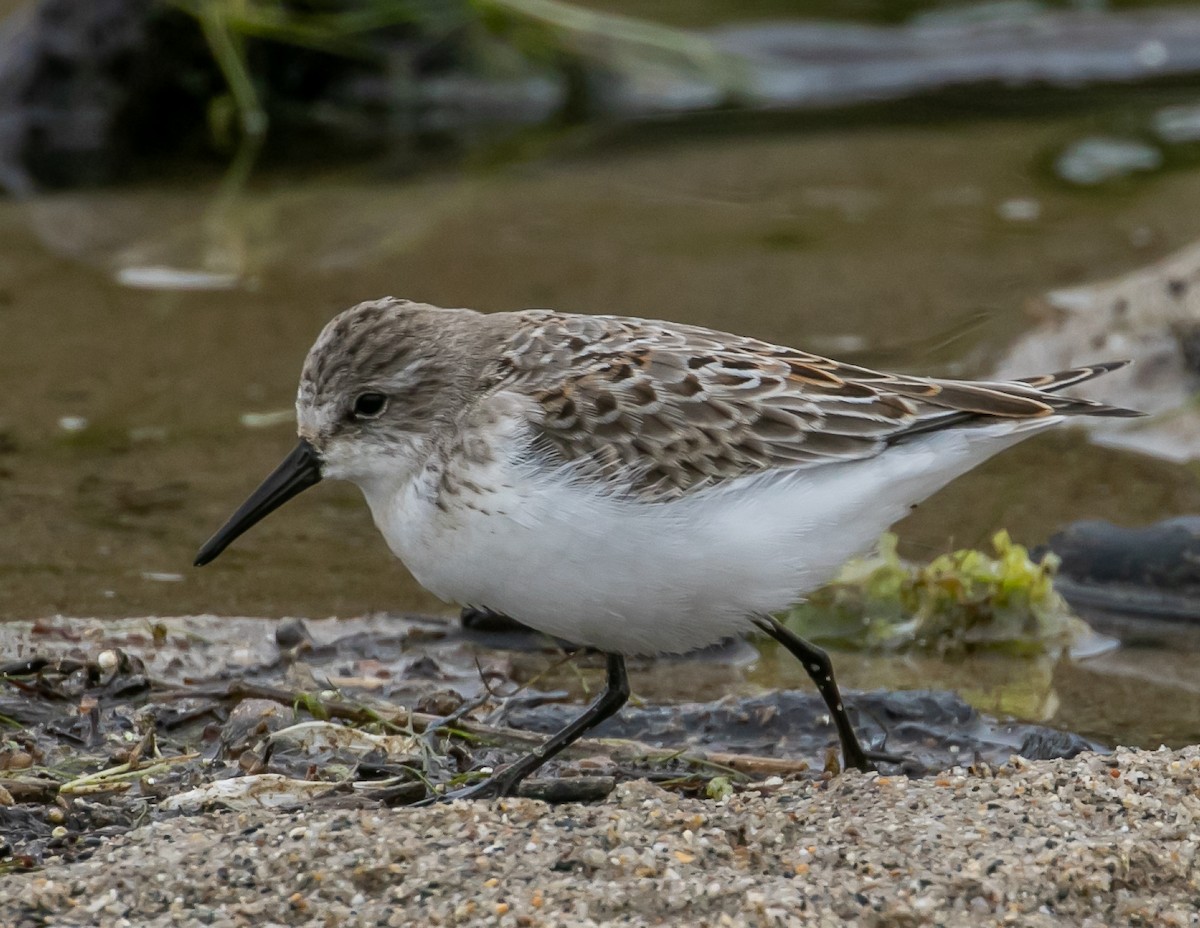 Western Sandpiper - ML624096124