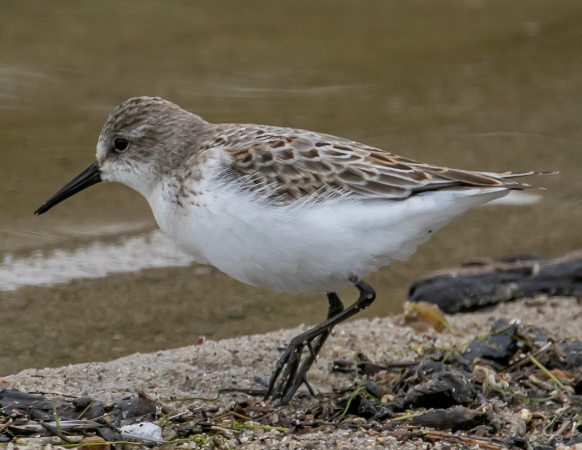 Western Sandpiper - ML624096125