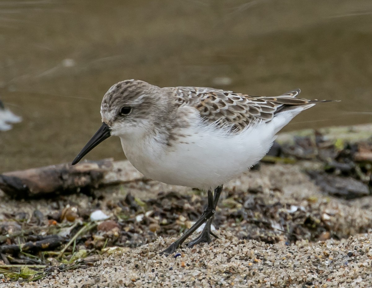 Western Sandpiper - ML624096126