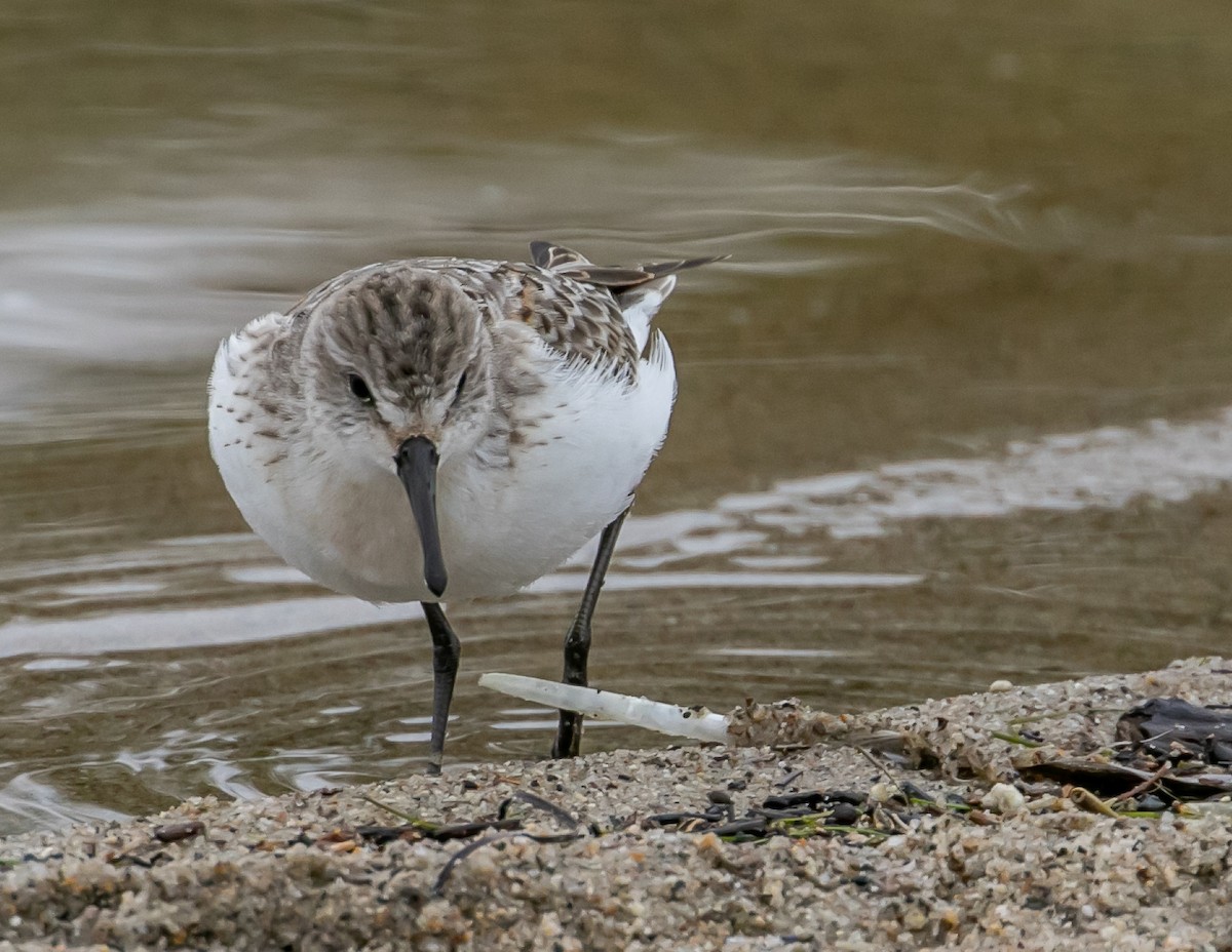 Western Sandpiper - Chris Tosdevin