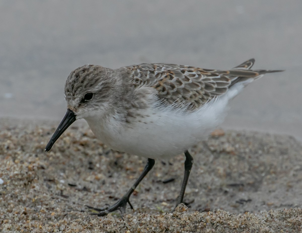 Western Sandpiper - ML624096128