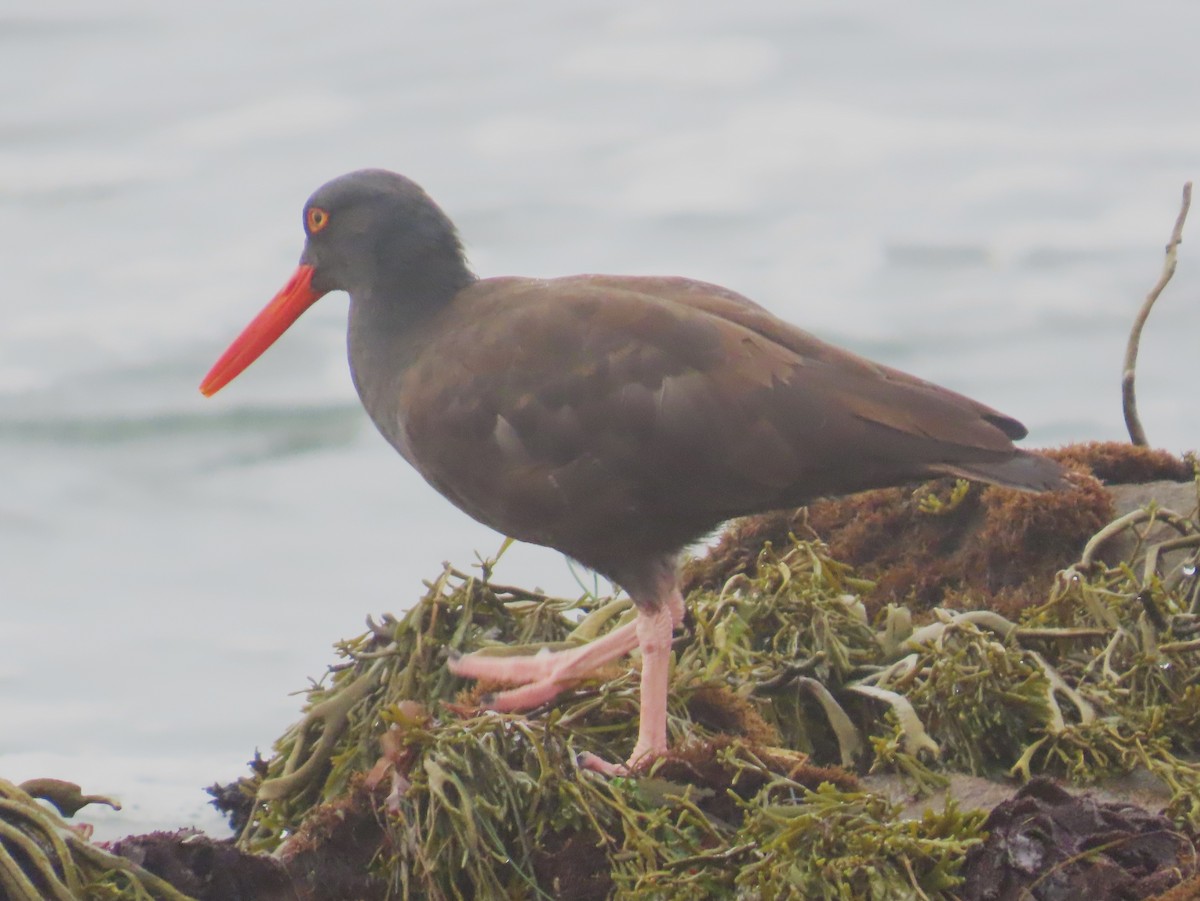 Black Oystercatcher - ML624096129