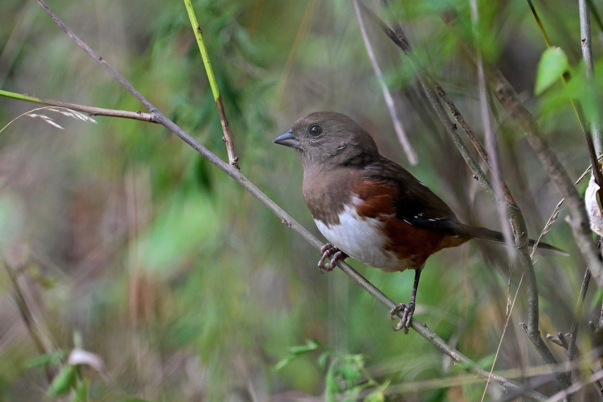 Eastern Towhee - ML624096135