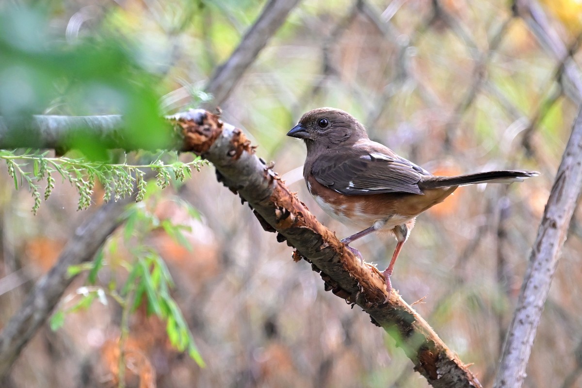 Eastern Towhee - ML624096136