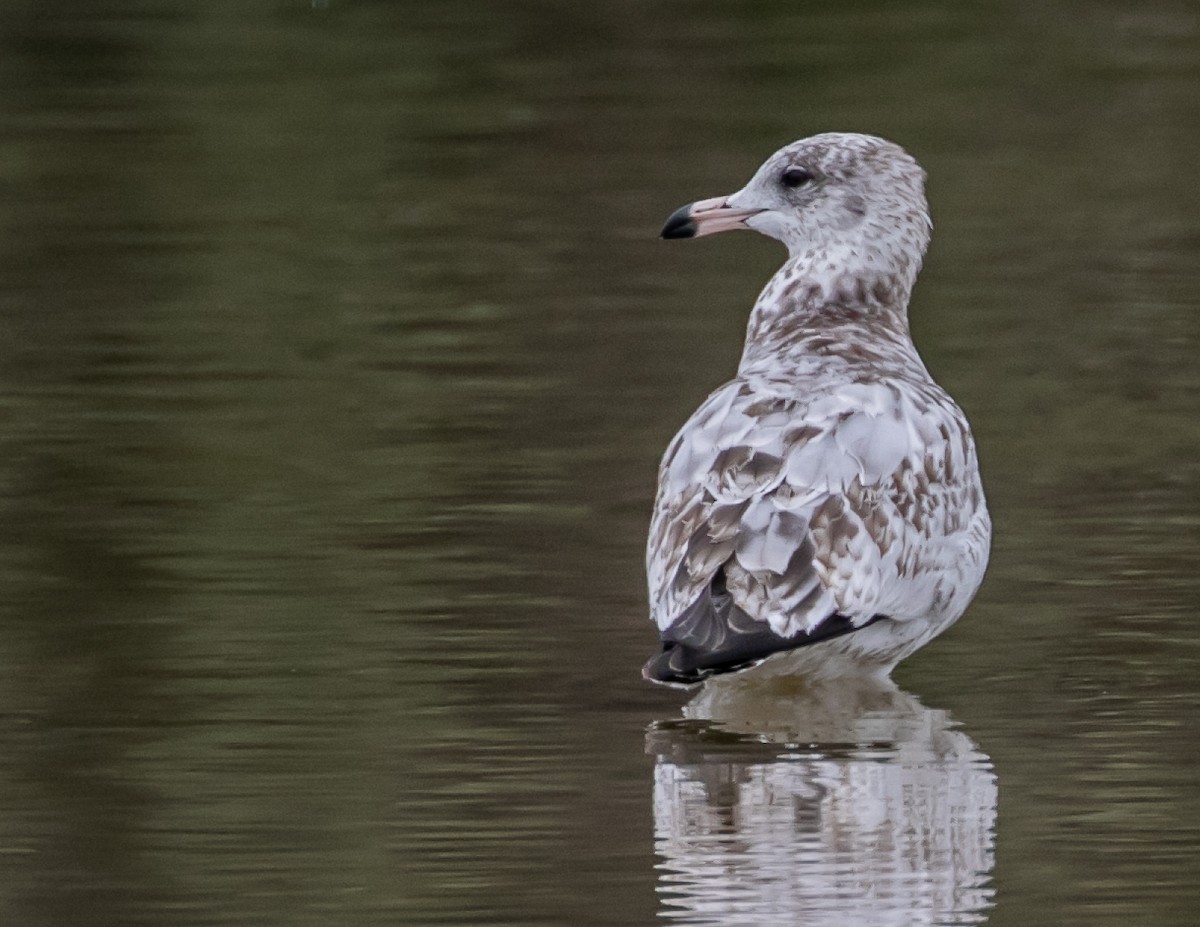 Ring-billed Gull - ML624096141