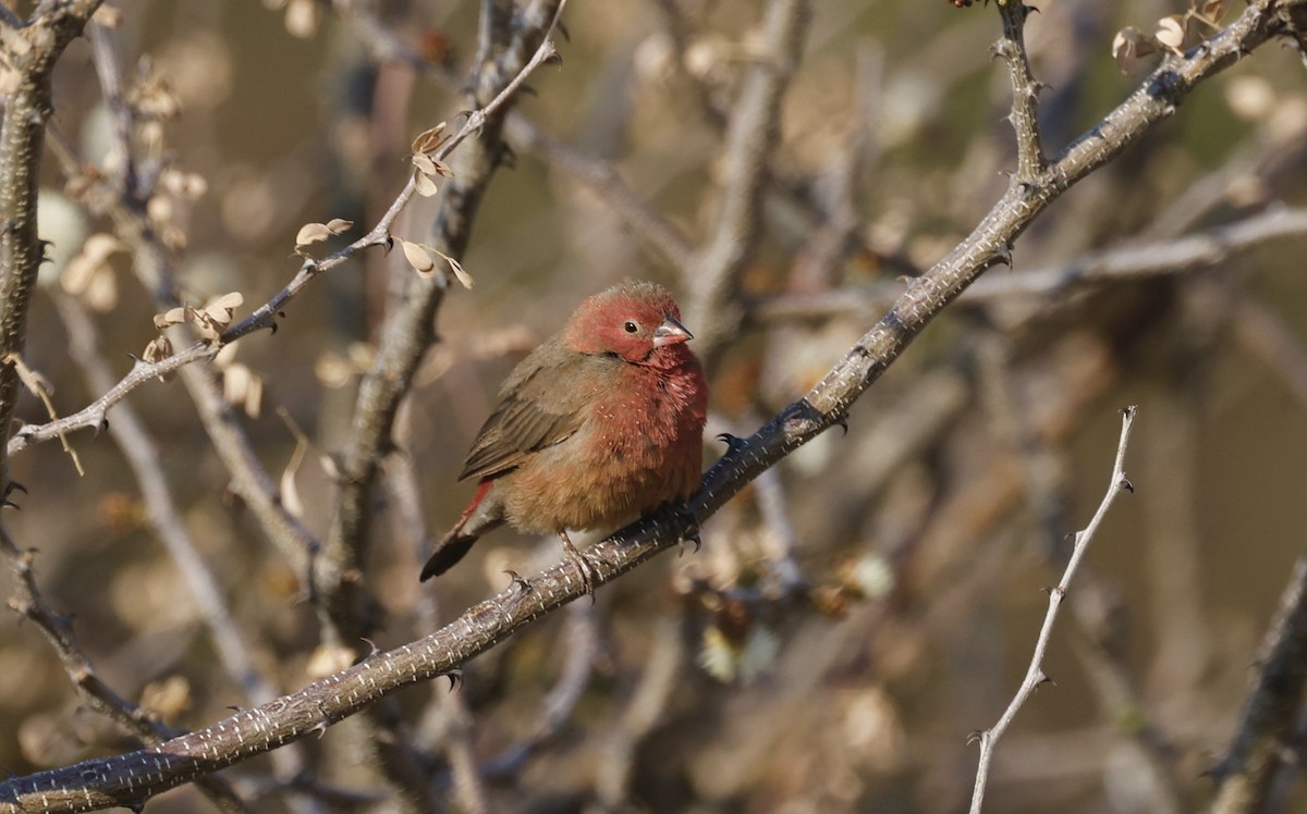 Red-billed Firefinch - ML624096145