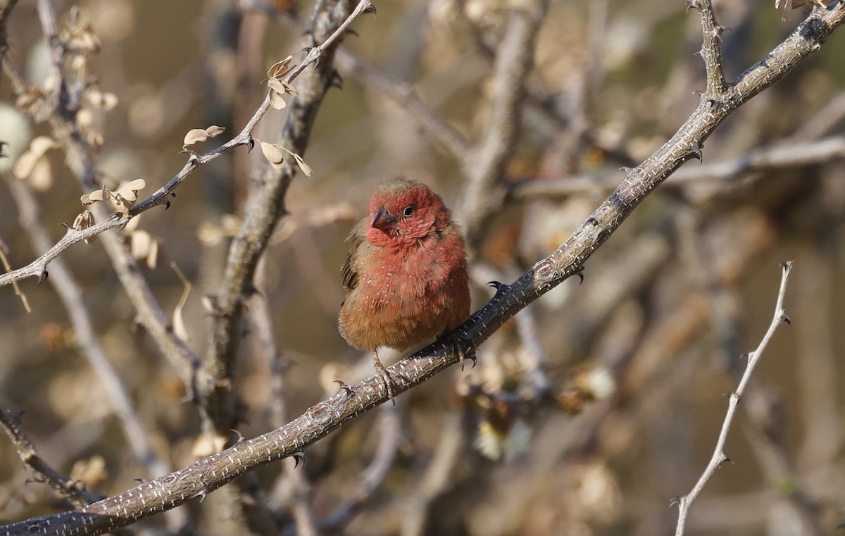 Red-billed Firefinch - ML624096147