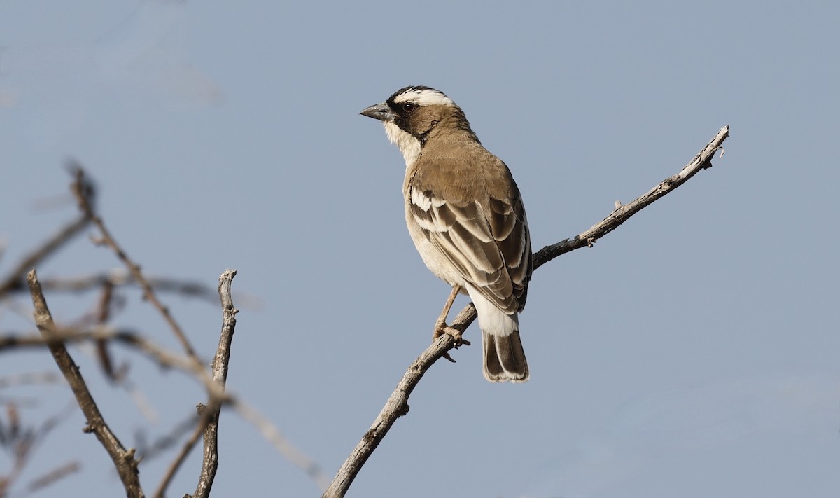 White-browed Sparrow-Weaver - ML624096155