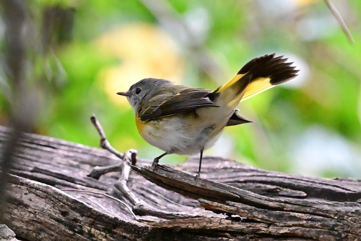 American Redstart - ML624096156