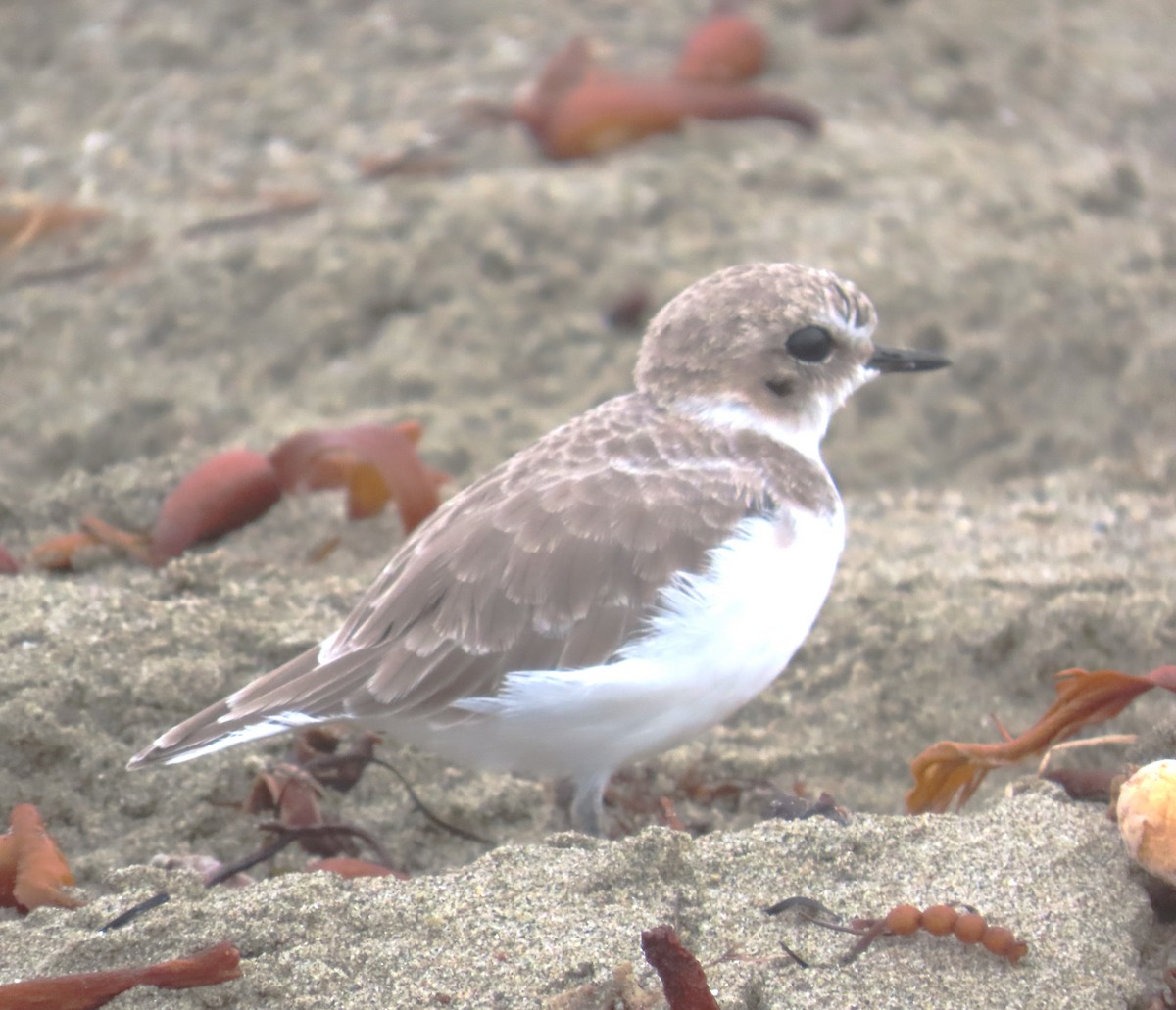 Snowy Plover - ML624096164