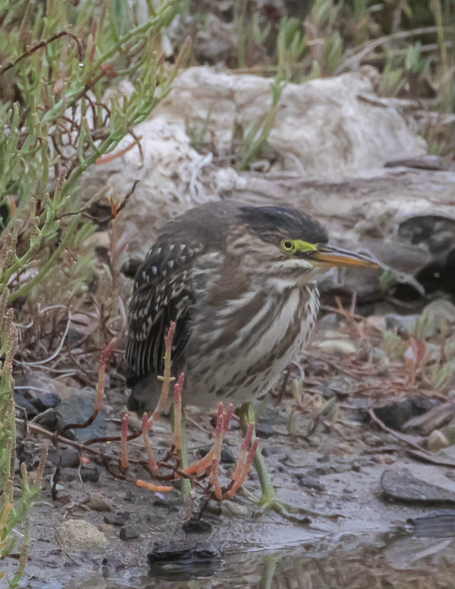 Green Heron - ML624096186