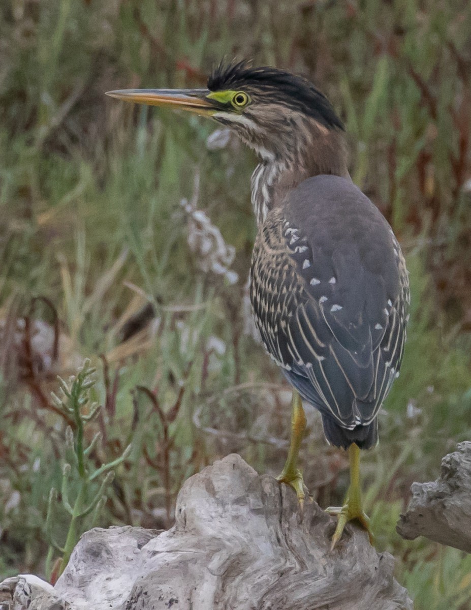 Green Heron - ML624096187