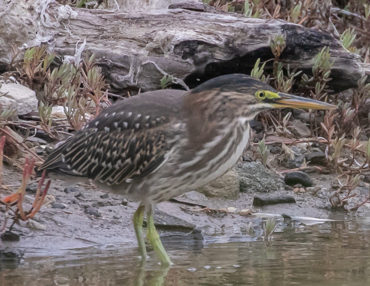 Green Heron - ML624096188