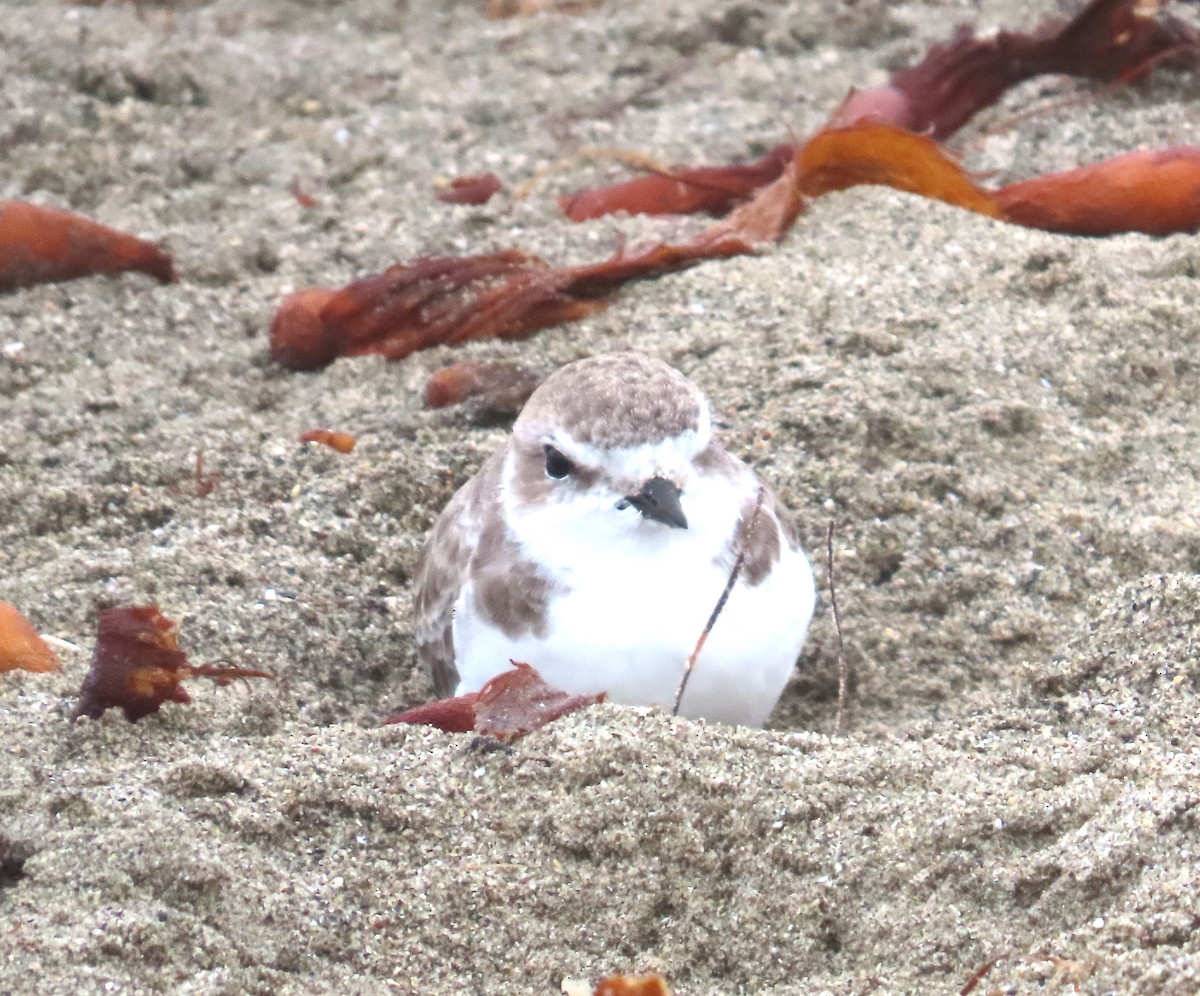 Snowy Plover - ML624096193