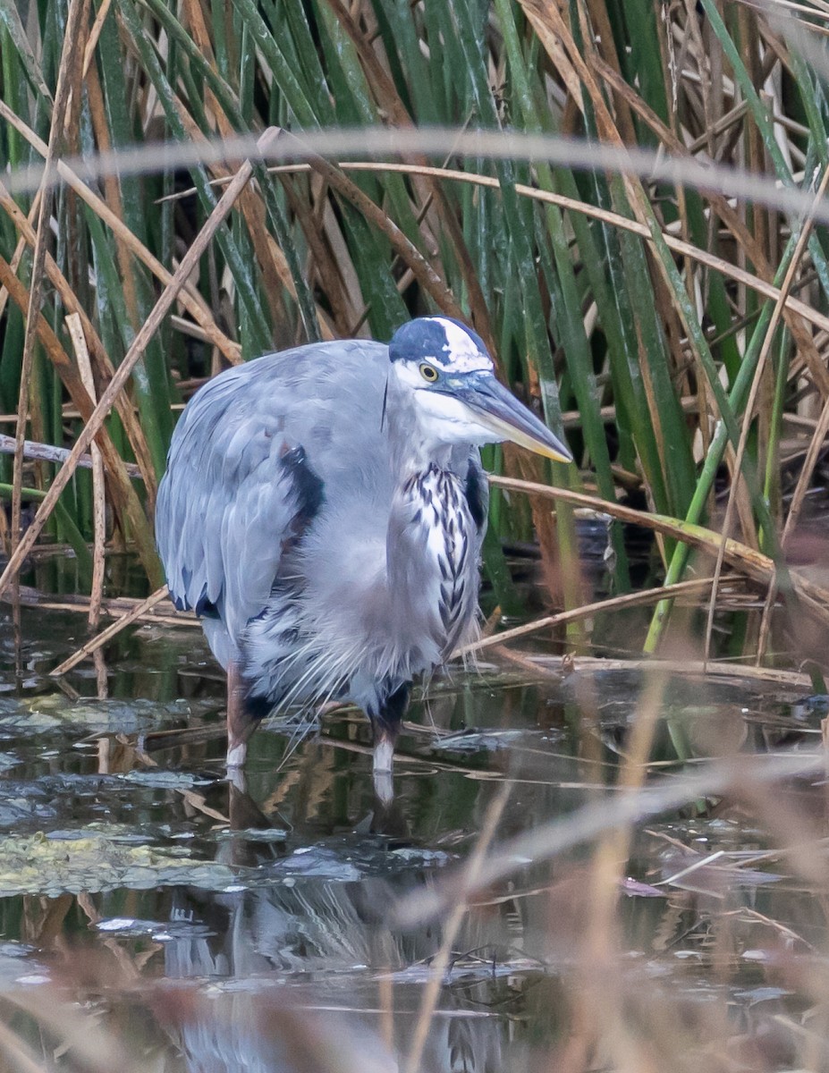 Great Blue Heron - ML624096198