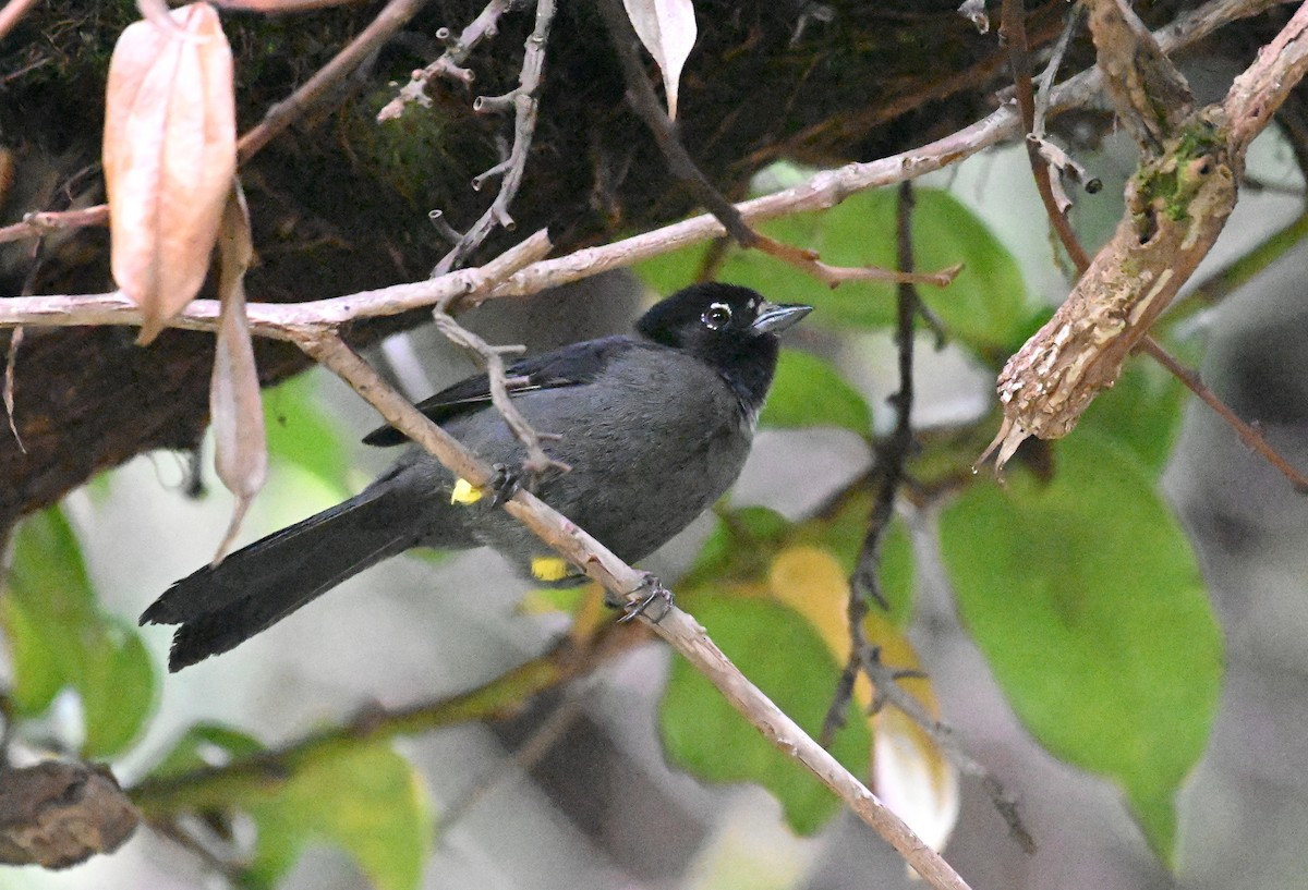 Yellow-thighed Brushfinch - ML624096212