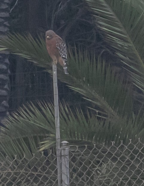 Red-shouldered Hawk - ML624096213