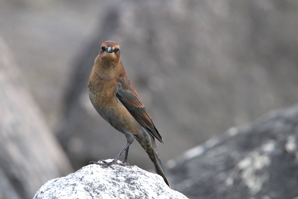 Rusty Blackbird - ML624096219