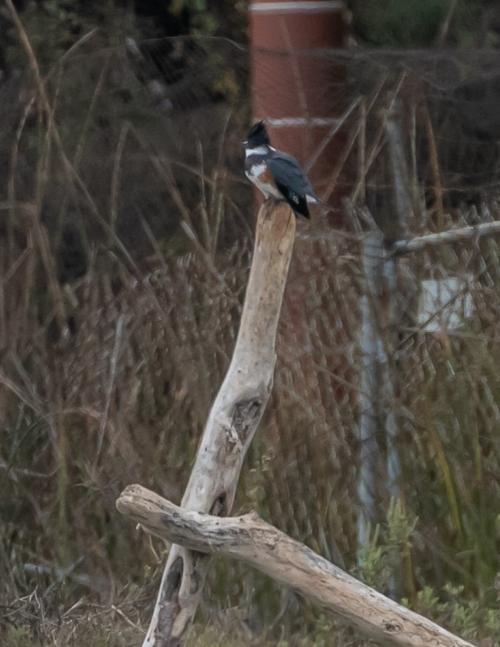 Belted Kingfisher - ML624096224