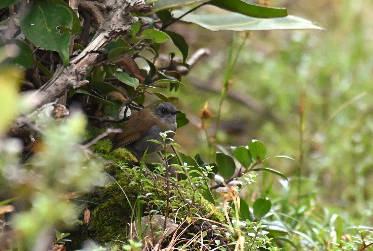 Black-billed Nightingale-Thrush - ML624096232