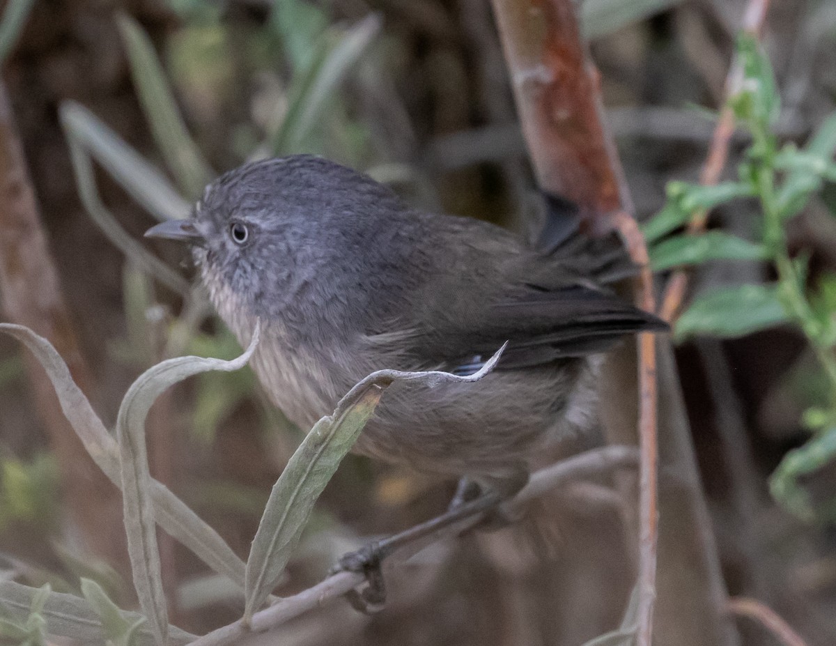 Wrentit - ML624096246