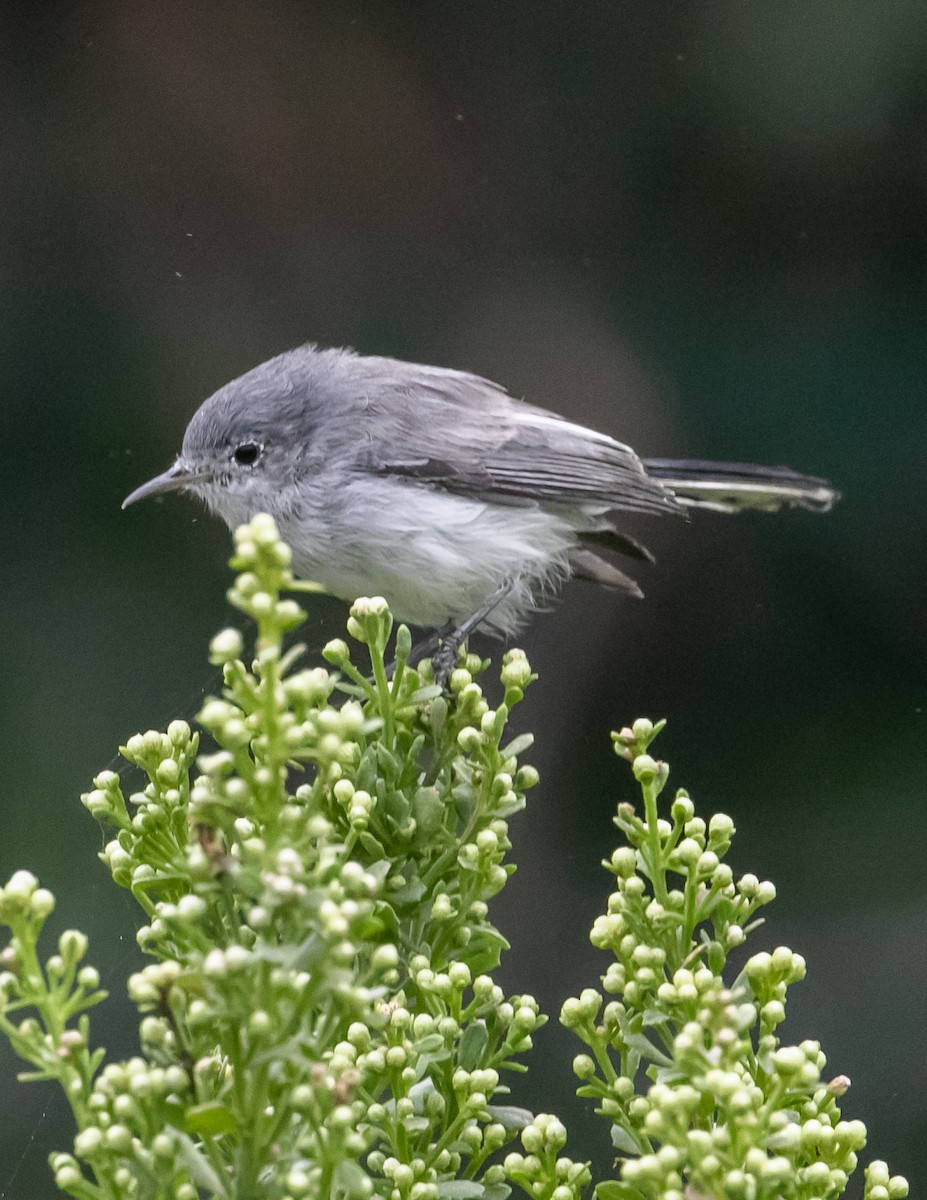 Blue-gray Gnatcatcher - ML624096253