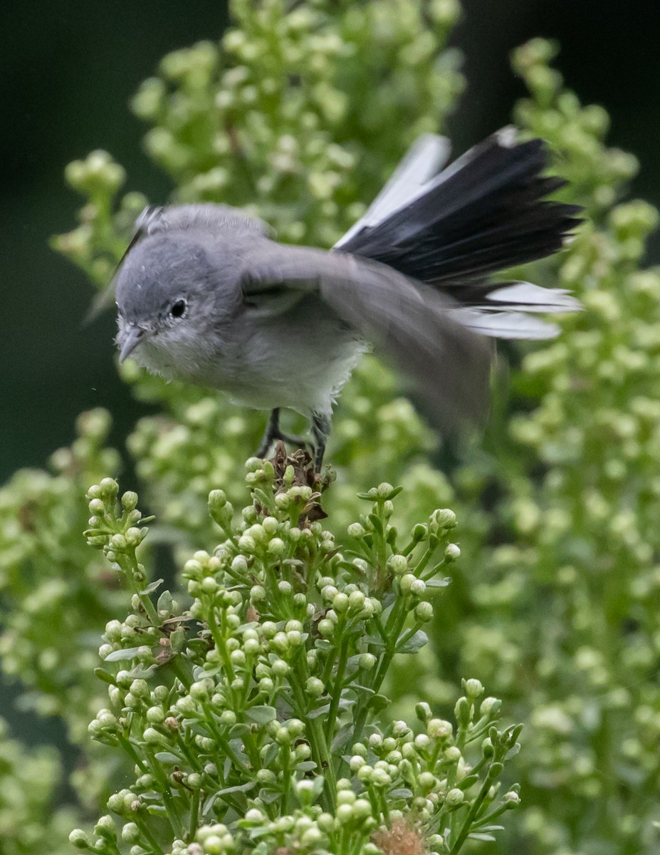 Blue-gray Gnatcatcher - ML624096254