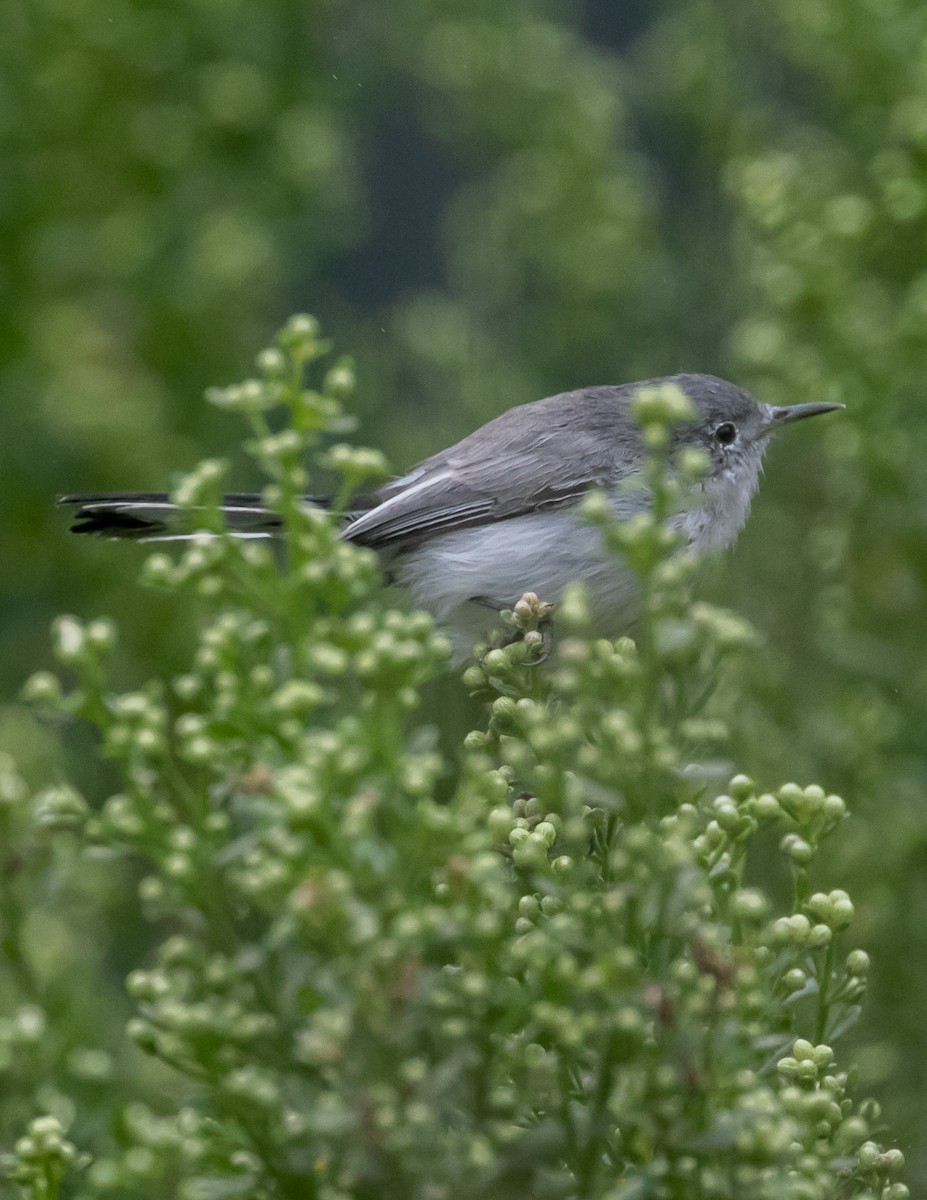 Blue-gray Gnatcatcher - ML624096255