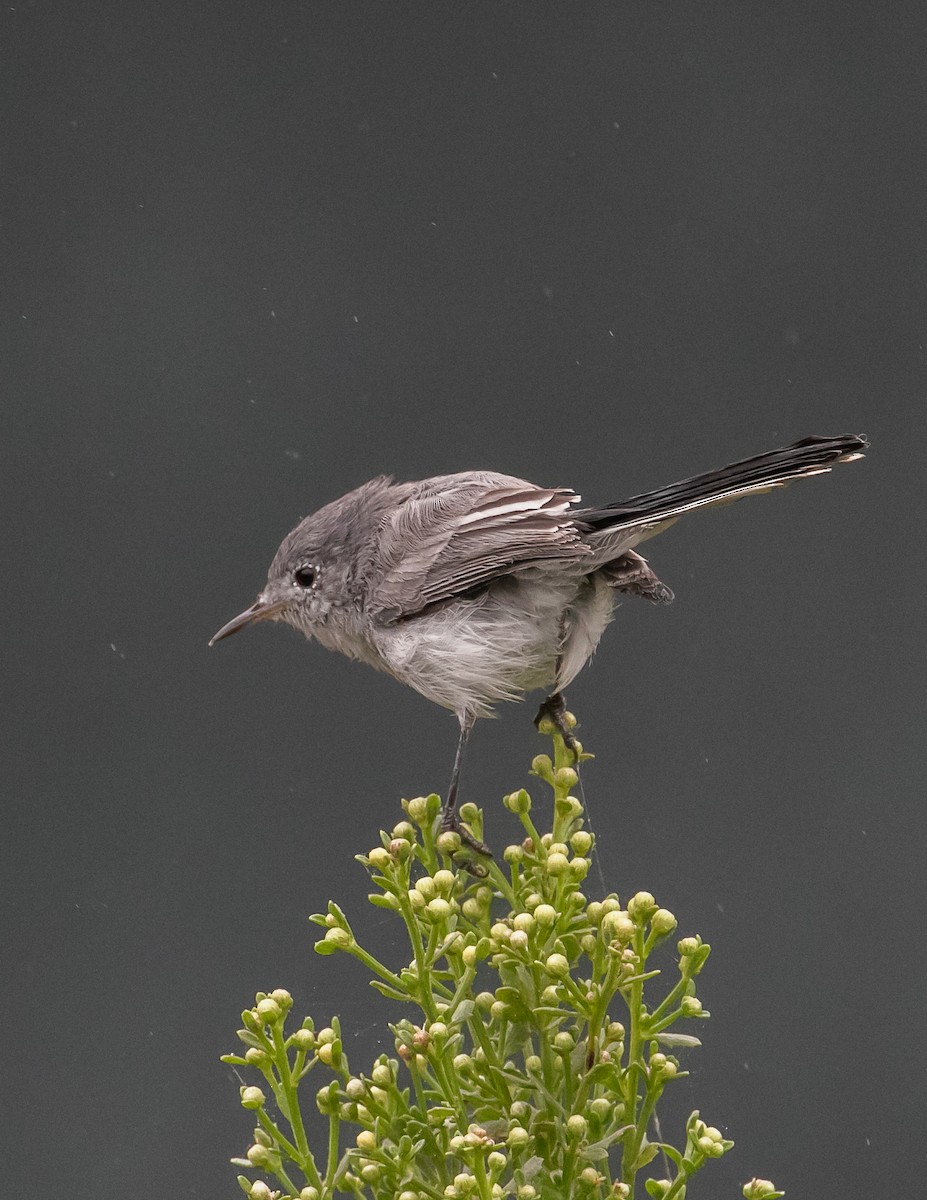 Blue-gray Gnatcatcher - ML624096257