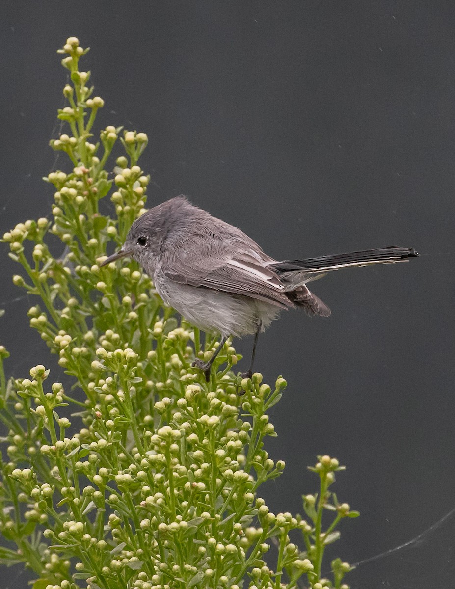 Blue-gray Gnatcatcher - ML624096258