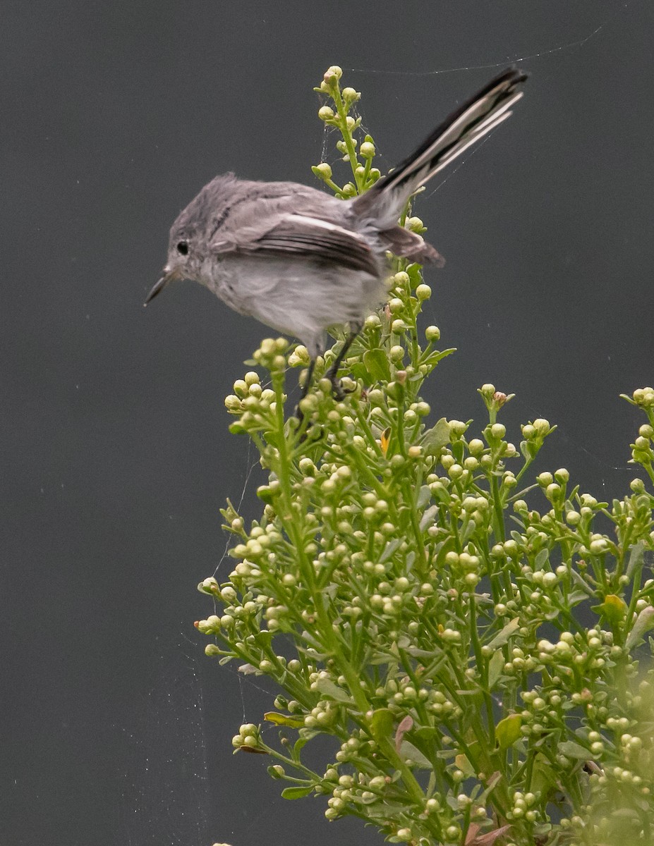 Blue-gray Gnatcatcher - ML624096259